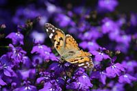 Thistle butterfly in purple