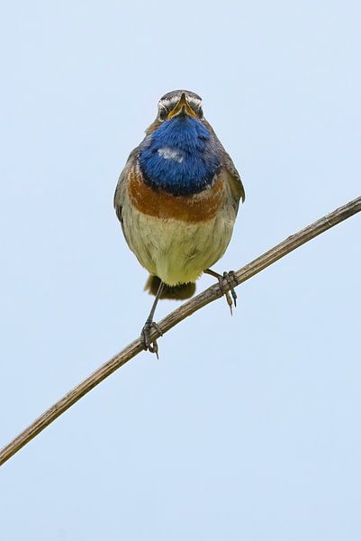Bluethroat male sings at singing post in the field by Hans Hut