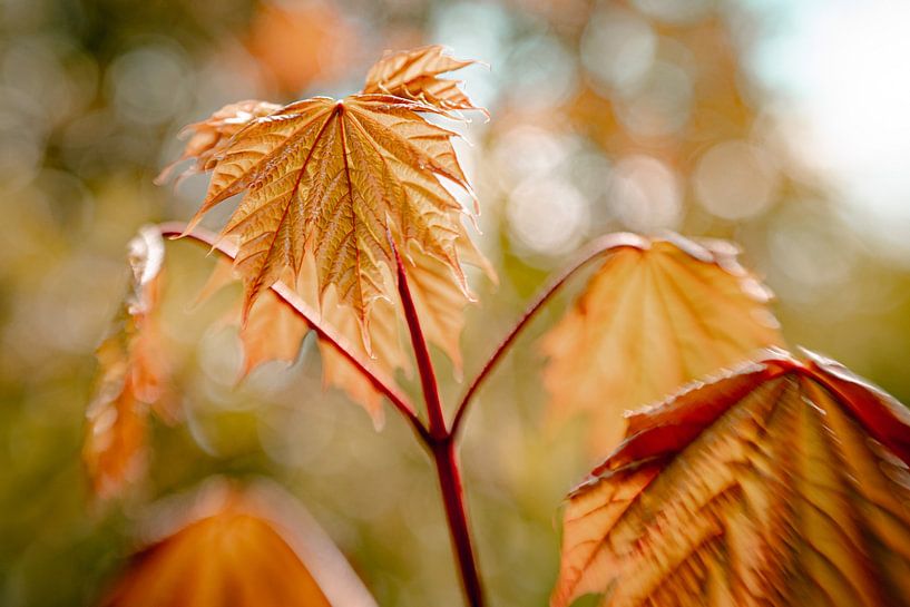 Creamy Molding by Hiske Boon