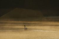 Zwaan in de ochtendnevel