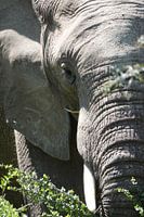 Elephant close up
