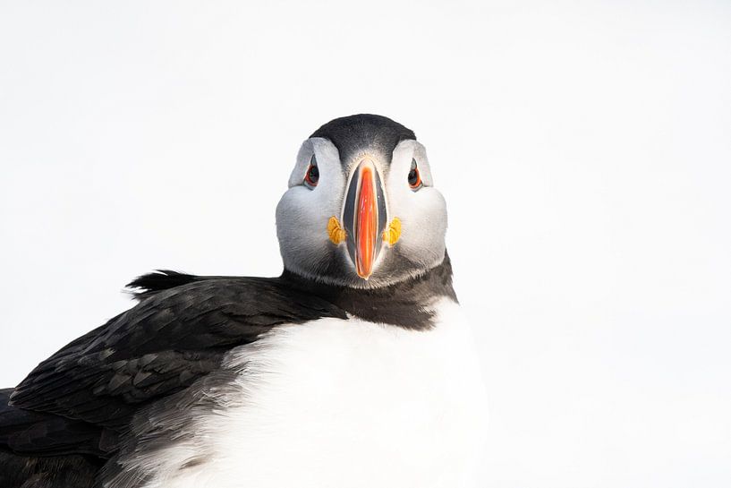 Porträt eines Papageientauchers von Luuk Belgers