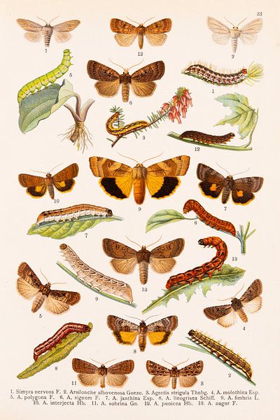 Farbteller mit Schmetterlingen in Orange- und Brauntönen von Studio Wunderkammer