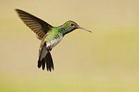 Franjeamazilia im Flug, Brasilien 