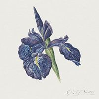 Georgius Jacobus Johannes van Os - Iris