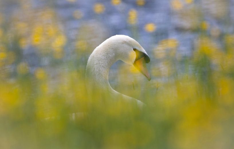 Schwan von Anton Kloof