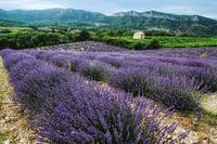 Lavander
