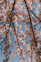 Cherry blossom in spring in the Netherlands
