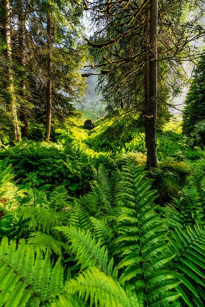 Urwald von Einhorn Fotografie