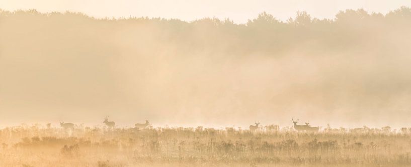 Panorama de cerfs rouges à l'heure dorée par Ans Bastiaanssen