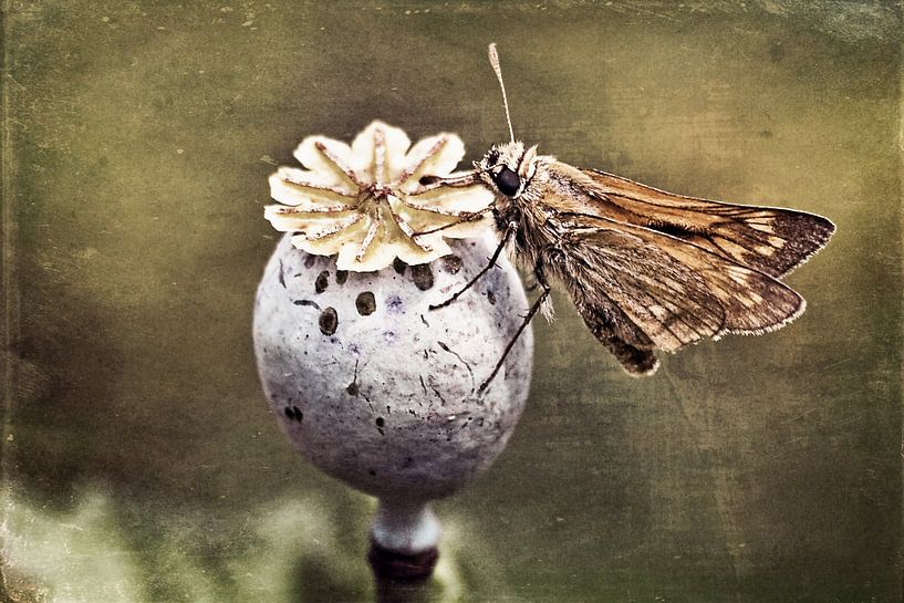 Junkie - rostfarbiger Dickkopffalter von Christine Nöhmeier