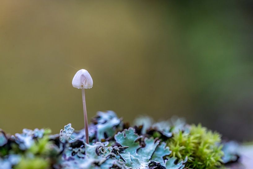 Mushrooms on Texel by Texel360Fotografie Richard Heerschap