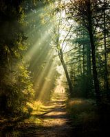 The walker between the sunbeams | Utrechtse Heuvelrug