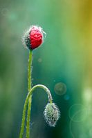 Mohnliebe/ Poppylove