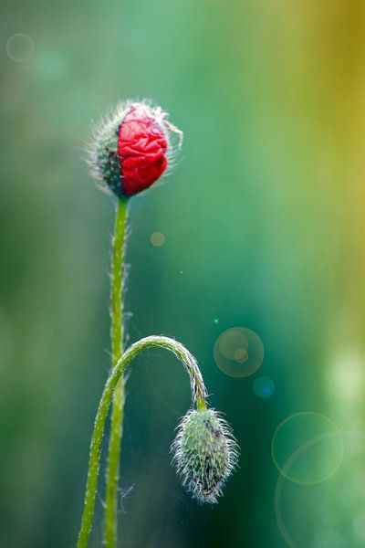 Mohnliebe/ Poppylove von FellundFarbe