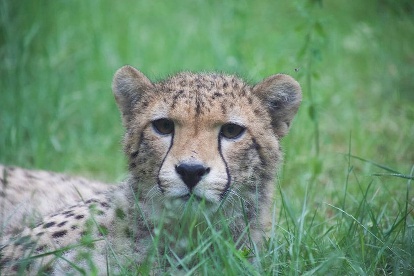 jachtluipaard by marijke servaes