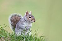 Eekhoorn in Hyde Park, London