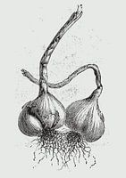 Bulbs of garlic