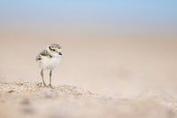 Offspring of the sand plovers