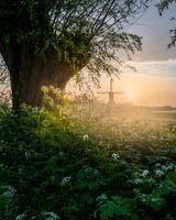 Cover me in sunshine