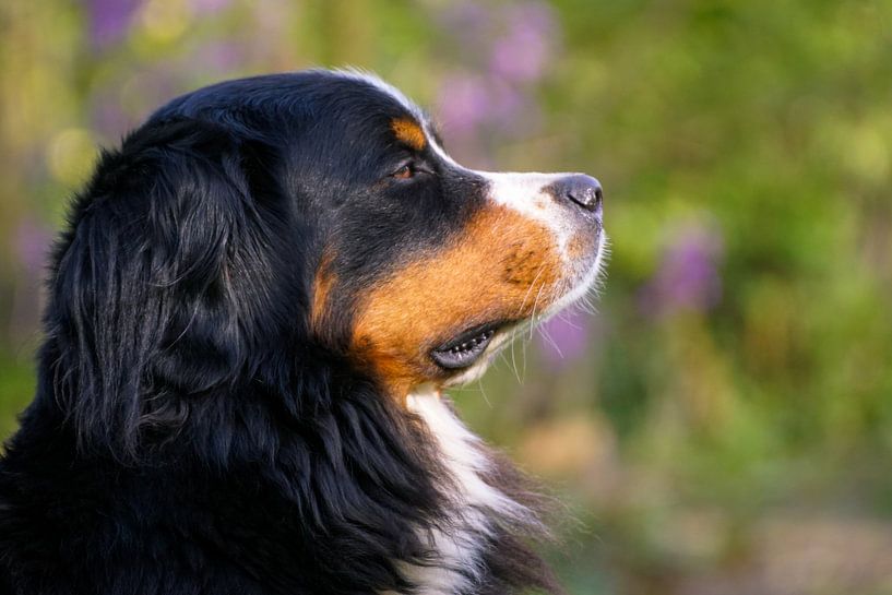 Berner Sennen von Marleen van den Boom