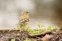 finch (chaffinch)