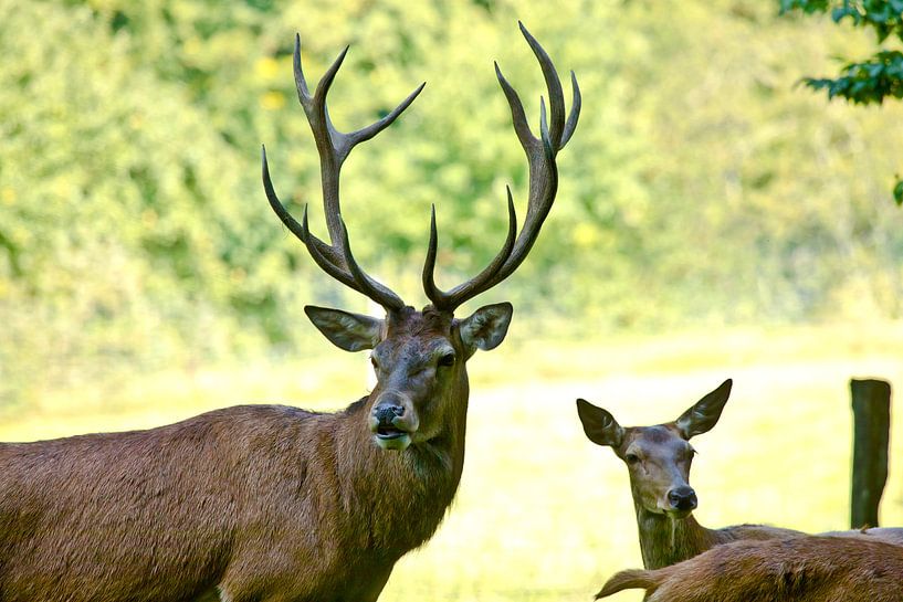 Der stolze Hirsch par Harald Schottner