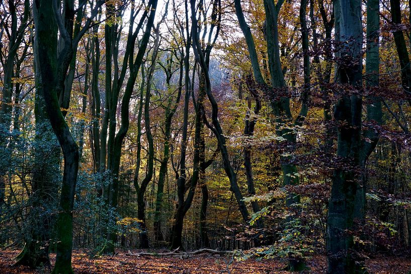 Les arbres qui dansent par Ronald Kromkamp