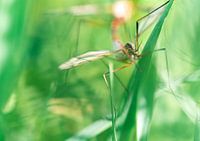 Les longues jambes ne sont pas si mal