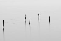 Pfähle in Drontermeer