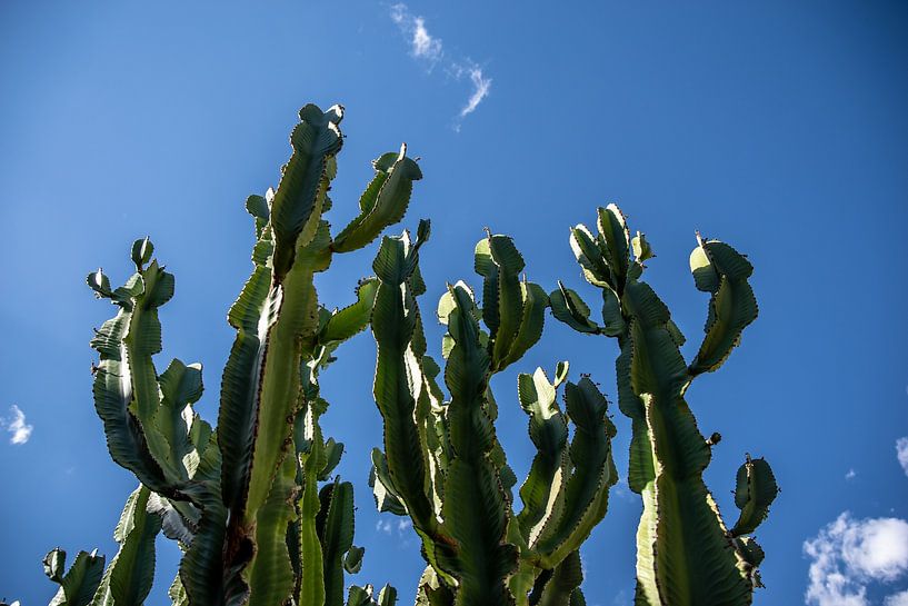 Isolatocereus by Thomas Riess