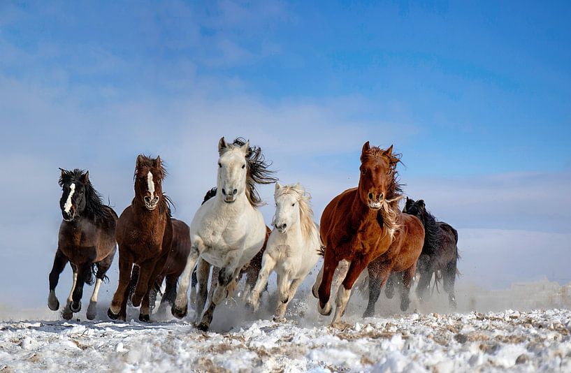 Mongolia Horses by Libby Zhang