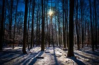 Winter forest