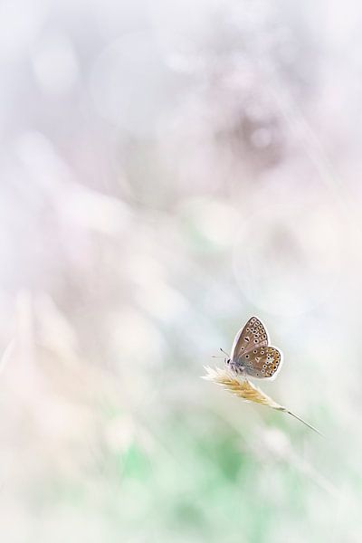 Magisches von Bob Daalder