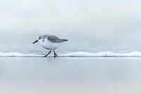 Sanderling