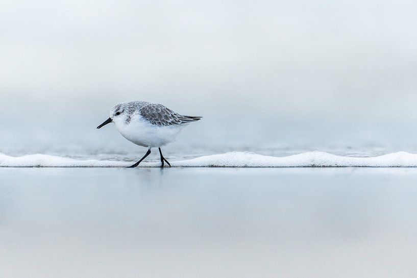 Sanderling von Stijn Smits