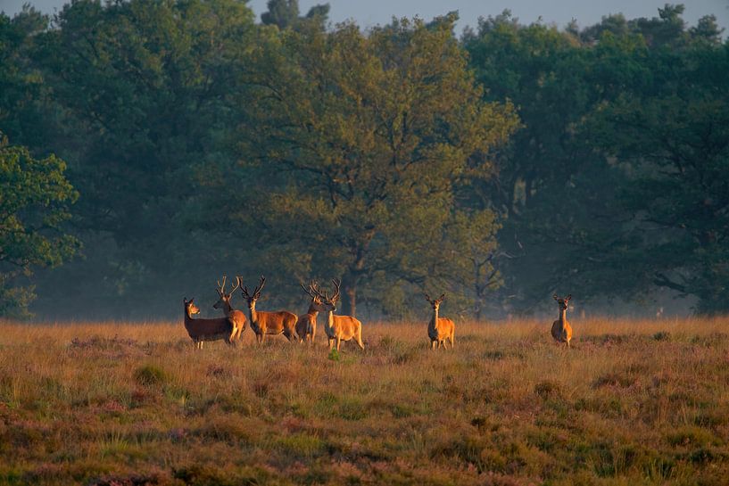 Cerf élaphe dans la lumière du matin par Youri Jongkoen
