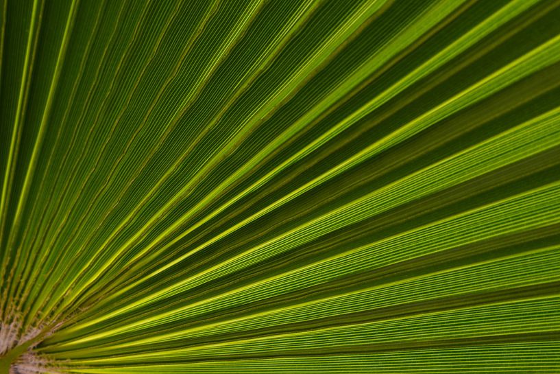 Abstract by nature van Ellen van den Doel