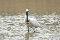 Ein Löffler in den Oostvaardersplassen