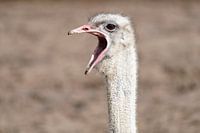 Emoe demande de l'attention