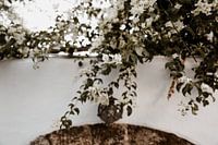 Rhodos 4 - Isis Sturtewagen