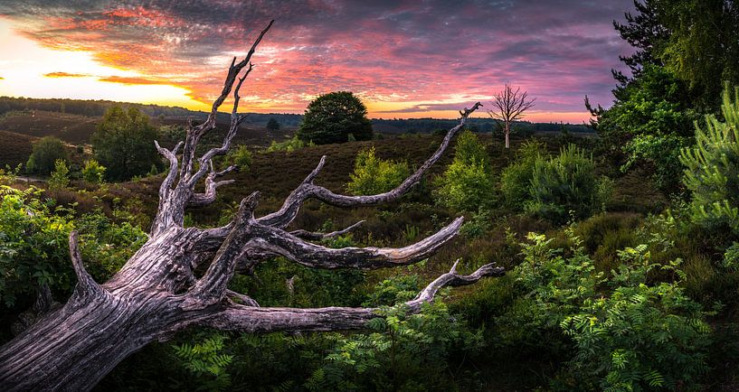 Sonnenaufgang im Veluwezoom-Nationalpark von Martijn van Steenbergen
