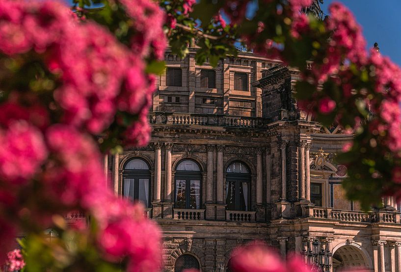 Blick durch die Blumen auf die Semperoper von Marc-Sven Kirsch