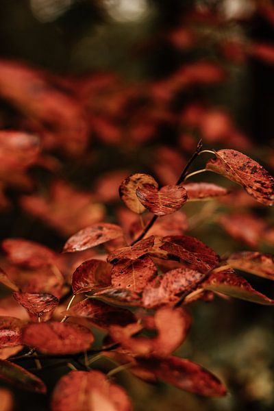 Autumn by Tessa in Focus