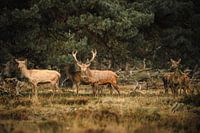 Red deer on the Hoge Veluwe