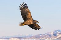 White Tailed Eagle caught in flight