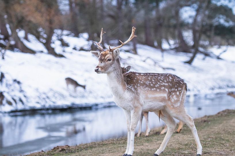 Damhirsch im Schnee mit Sonnenuntergang von Anne Zwagers