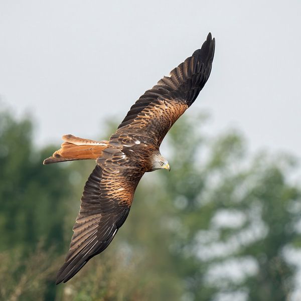 Rode Wouw in vlucht van Jan van Vreede