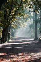 Brouillard dans la forêt de Zeister