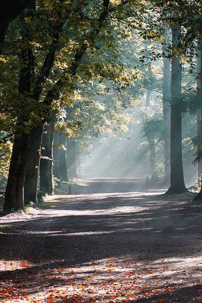 Nebel im Zeisterwald von Ramon Bovenlander